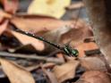 Eusynthemis nigra female-2442